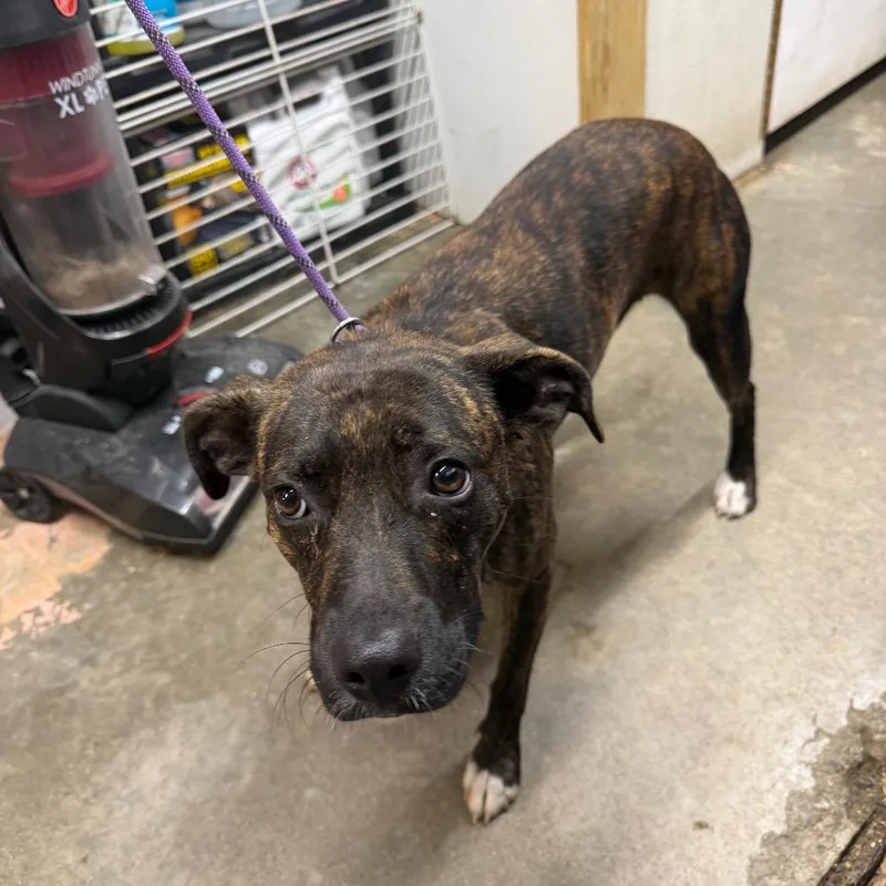 An adult medium-sized female Pit Bull Terrier dog named Charlotte for adoption in Jefferson city, TN