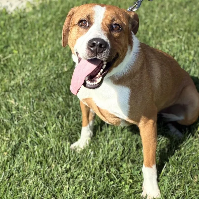 An adult medium-sized male Red / Chestnut / Orange Hound dog named Gremlin for adoption in South Elgin, IL