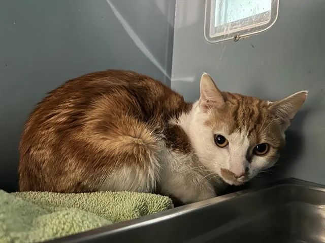 A young small-sized male Domestic Short Hair cat named Little Dulce for adoption in Boston, MA