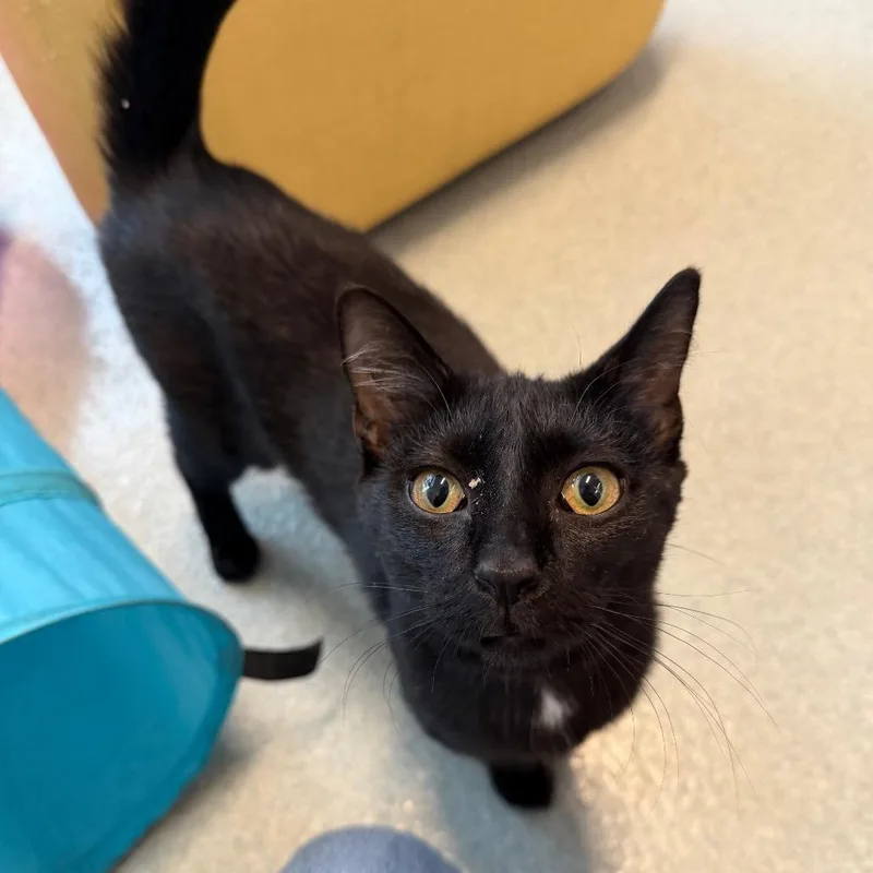 A young medium-sized female Black Domestic Short Hair cat named Dumpling for adoption in Chicago, IL