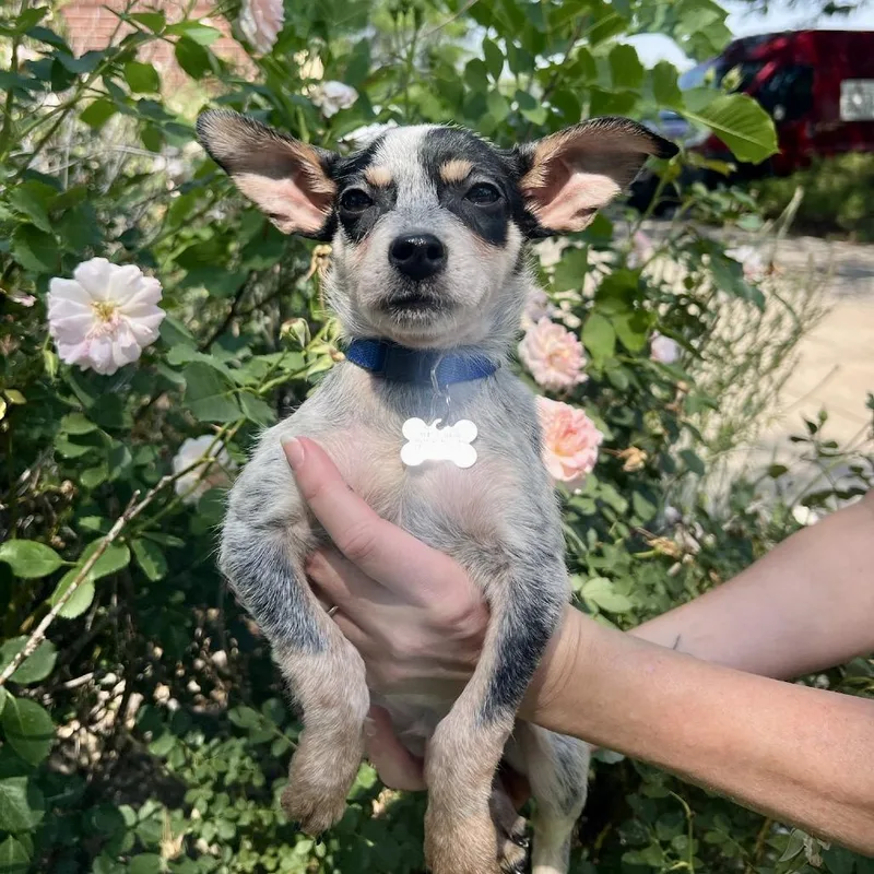 A baby small-sized male Black Chihuahua dog named Caspian for adoption in Fort Collins, CO