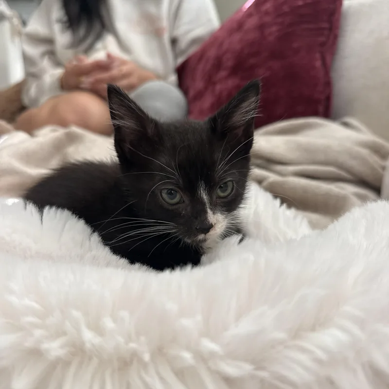 A baby medium-sized male Black & White / Tuxedo Tuxedo cat named Taco Breath for adoption in Columbia, SC