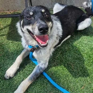 A young medium-sized male Black Cattle Dog dog named Billy for adoption in Fort Collins, CO