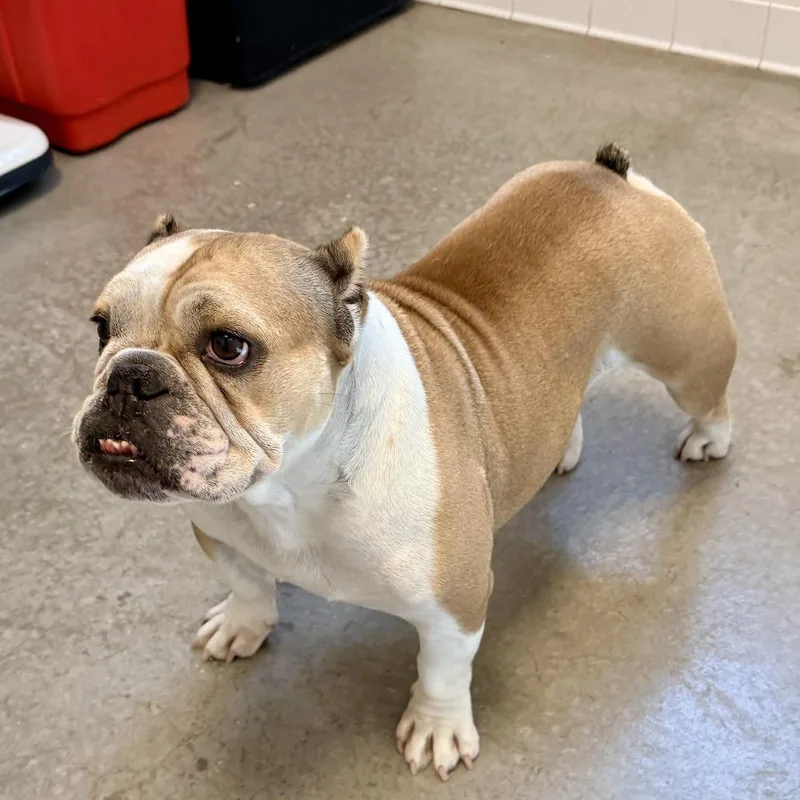 An adult medium-sized female English Bulldog dog named Ember for adoption in Rifle, CO