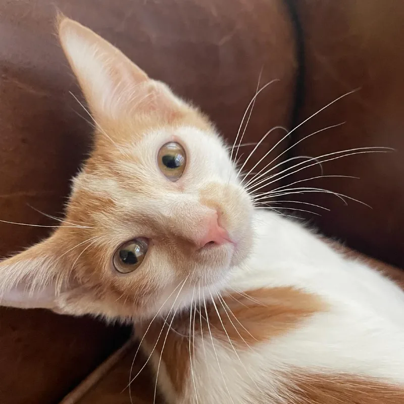 A baby small-sized male Orange / Red Domestic Short Hair cat named Colby for adoption in Granby, MO