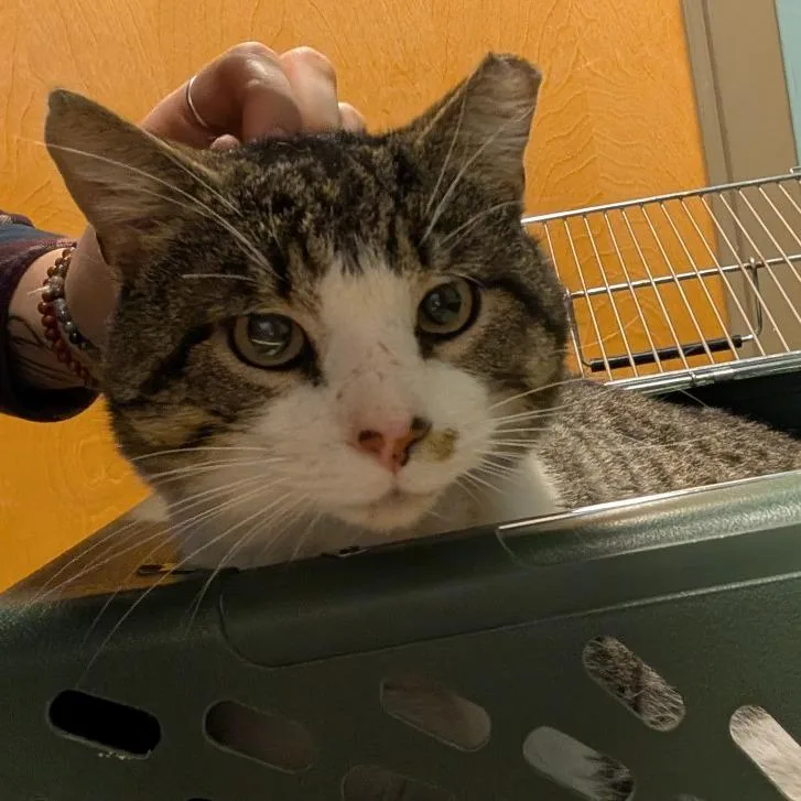 An adult large-sized male Brown / Chocolate Domestic Short Hair cat named Flint for adoption in Baltimore, MD