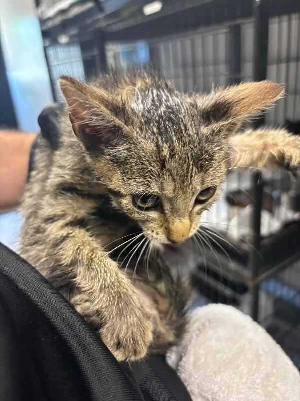 A young medium-sized female Tabby (Brown / Chocolate) Domestic Short Hair cat named Tessa for adoption in Supply, NC