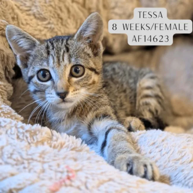 Tessa thumbnail 2