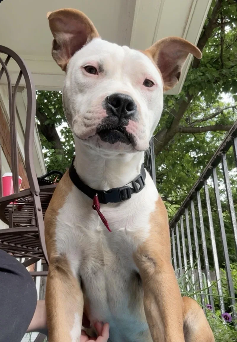 A young large-sized male Apricot / Beige American Staffordshire Terrier dog named Bruno for adoption in Choctaw, OK