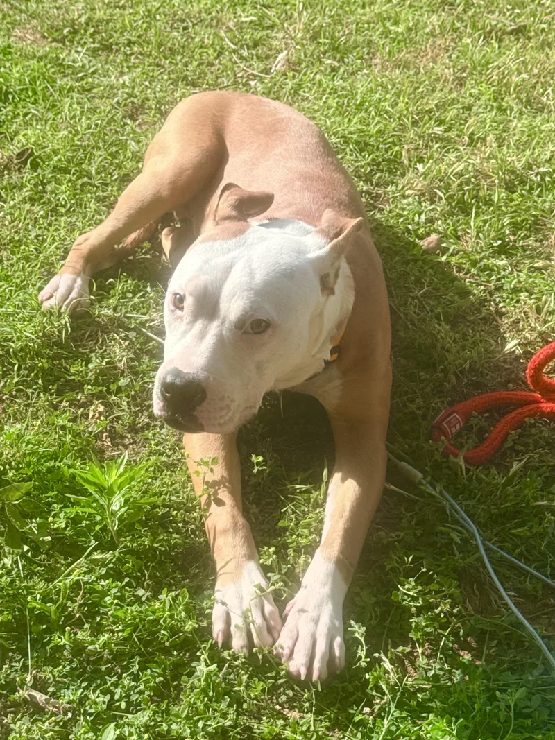Bruno thumbnail 4