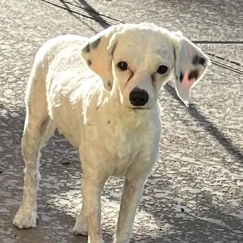 A young small-sized female White / Cream Terrier dog named Brielle for adoption in Las Vegas, NV