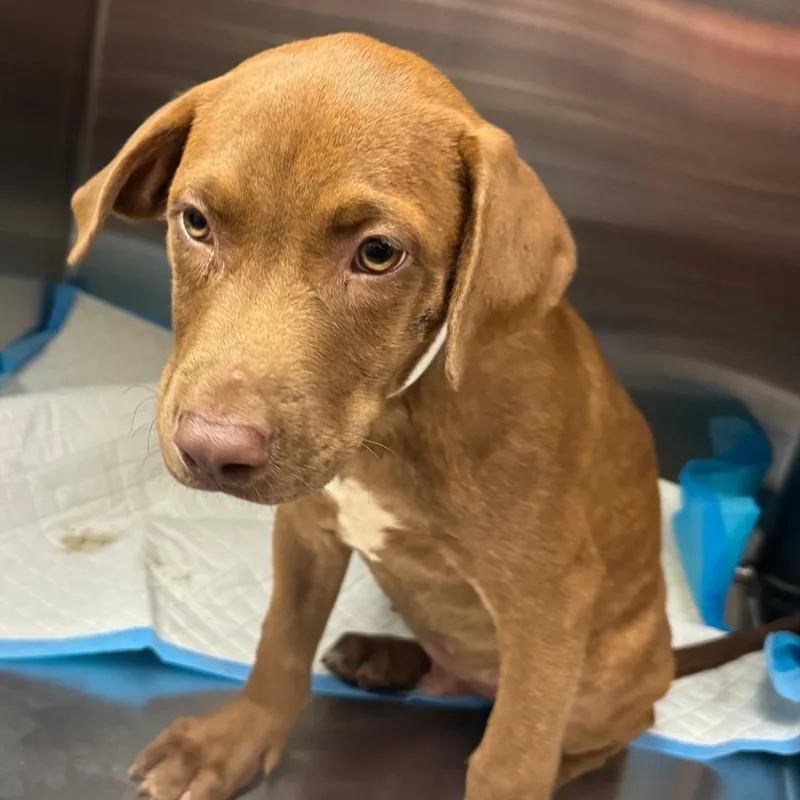 A baby small-sized male Red / Chestnut / Orange Mixed Breed dog named Teddy for adoption in Columbus, GA