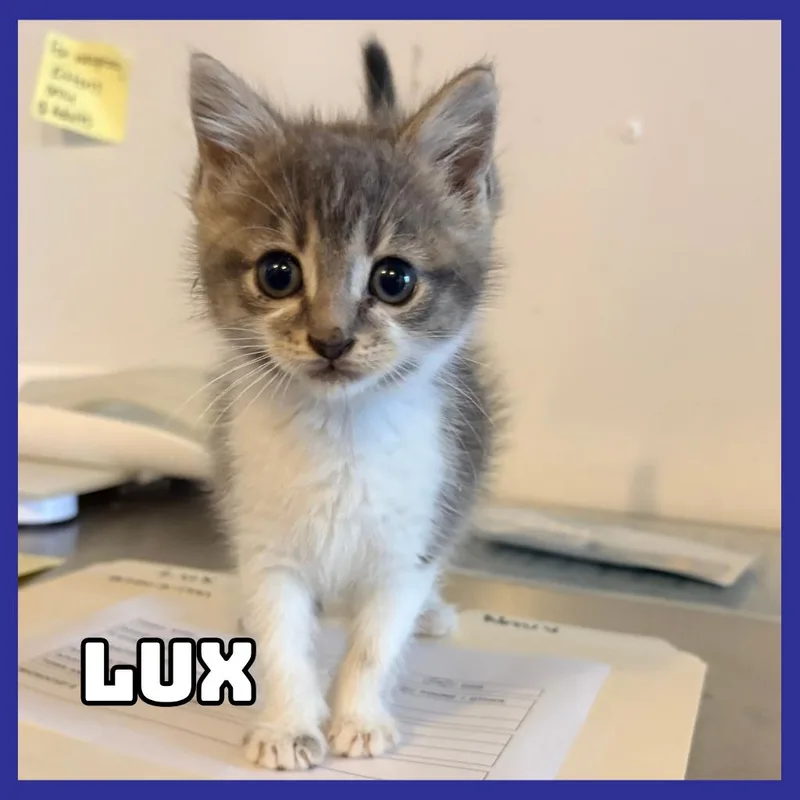 A baby small-sized male Gray / Blue / Silver Domestic Short Hair cat named Lux for adoption in Glenwood, MN