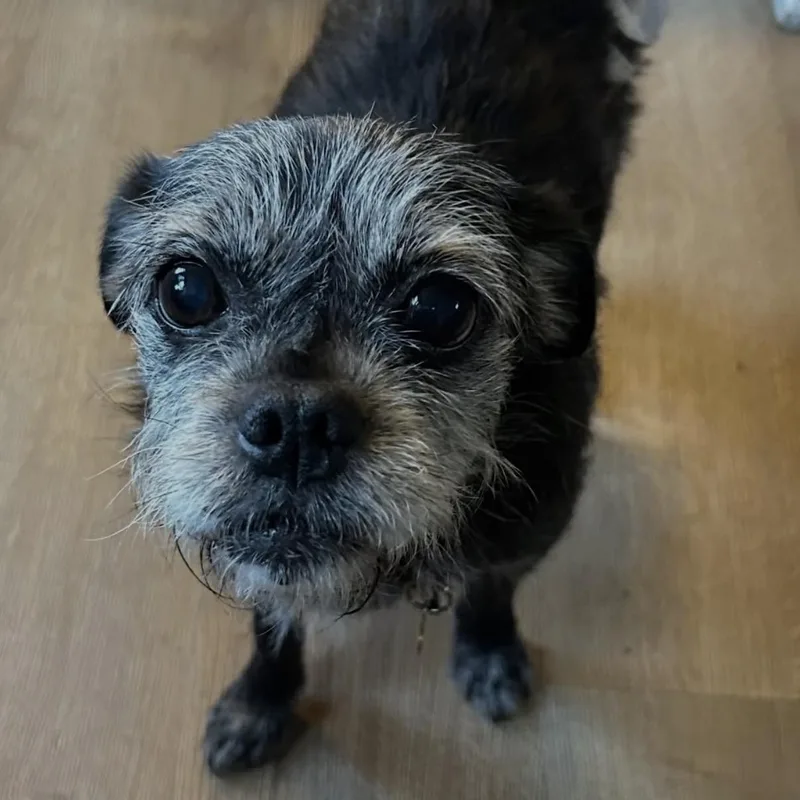Roxie thumbnail 2