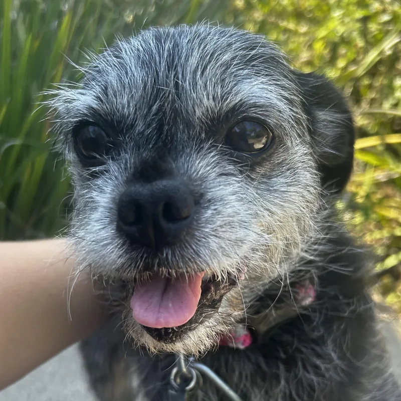 Roxie thumbnail 6