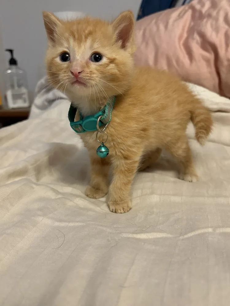 A baby small-sized male Tabby (Orange / Red) Domestic Short Hair cat named River Birch for adoption in Mundelein, IL