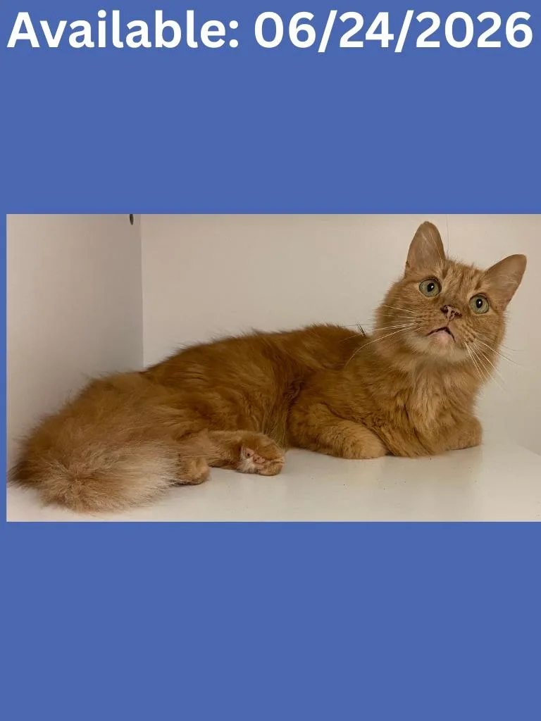 A senior medium-sized male Domestic Medium Hair cat named Cat Condo   for adoption in Greenville, TX