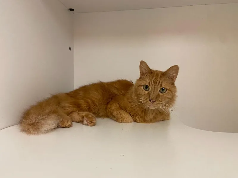 Cat Condo   thumbnail 2