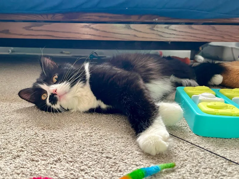 A young medium-sized female Black & White / Tuxedo Domestic Long Hair cat named Yin for adoption in East Lansing, MI