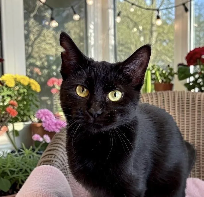 A young small-sized female Black Domestic Short Hair cat named Doreen for adoption in Perry, IA
