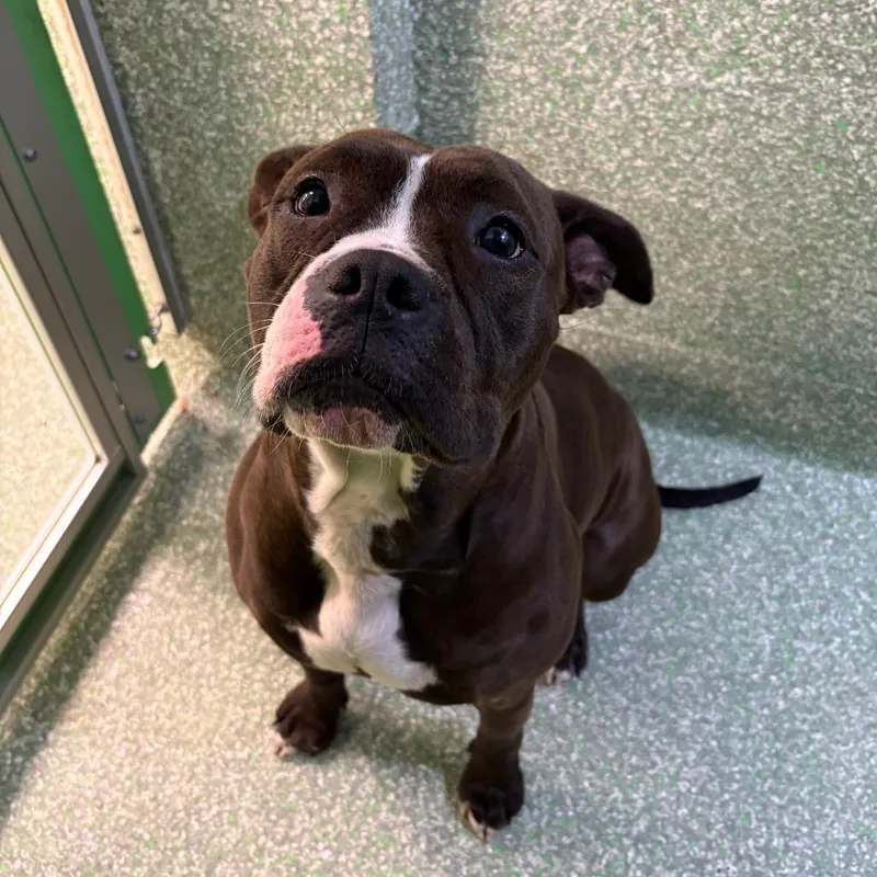 A young large-sized female Brindle Boxer dog named Junie for adoption in Calverton, NY