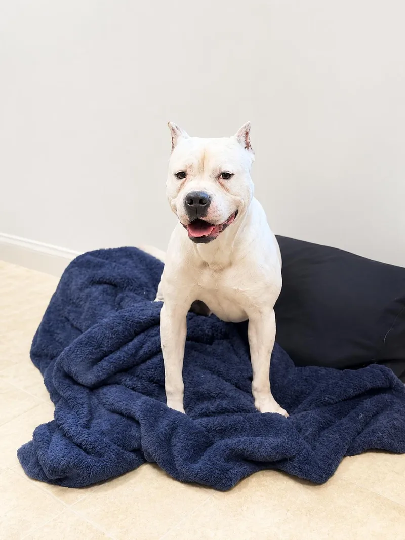 An adult large-sized male American Bulldog dog named Drake for adoption in Raleigh, NC