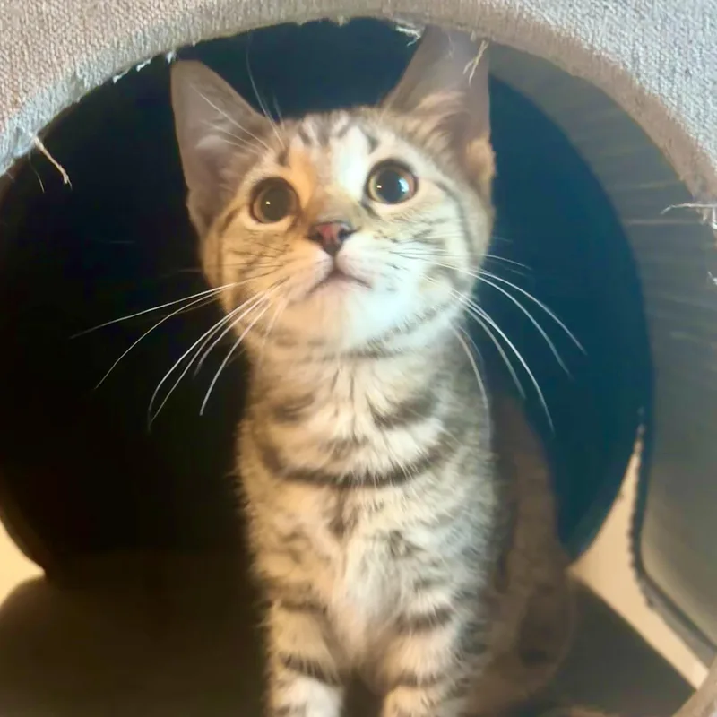 A baby medium-sized female Tabby (Buff / Tan / Fawn) Domestic Short Hair cat named Cisco for adoption in Richmond, VA