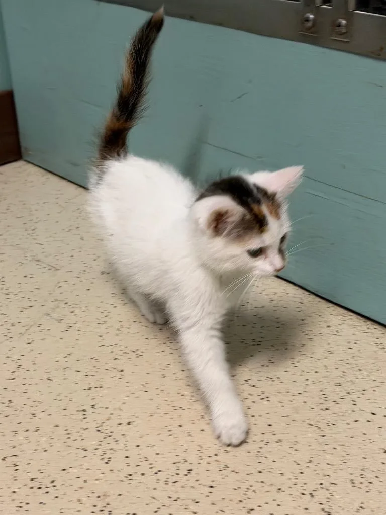 A baby medium-sized female Domestic Short Hair cat named Tina for adoption in Amery, WI