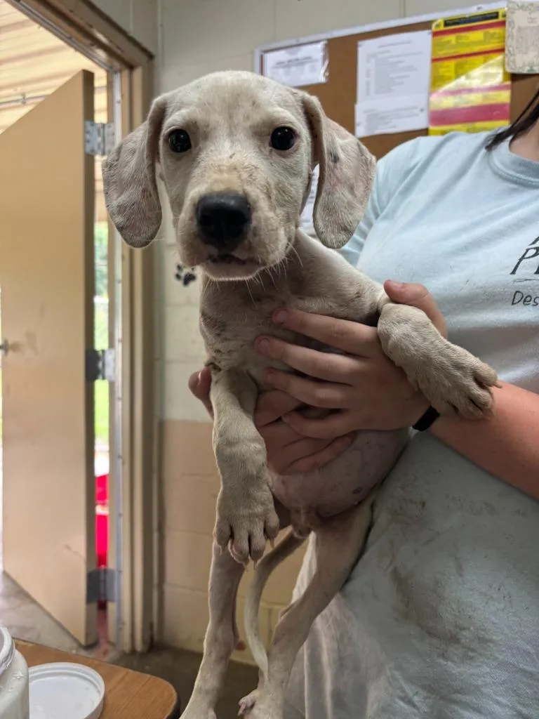 A baby medium-sized male Pit Bull Terrier dog named Donald for adoption in Swainsboro, GA