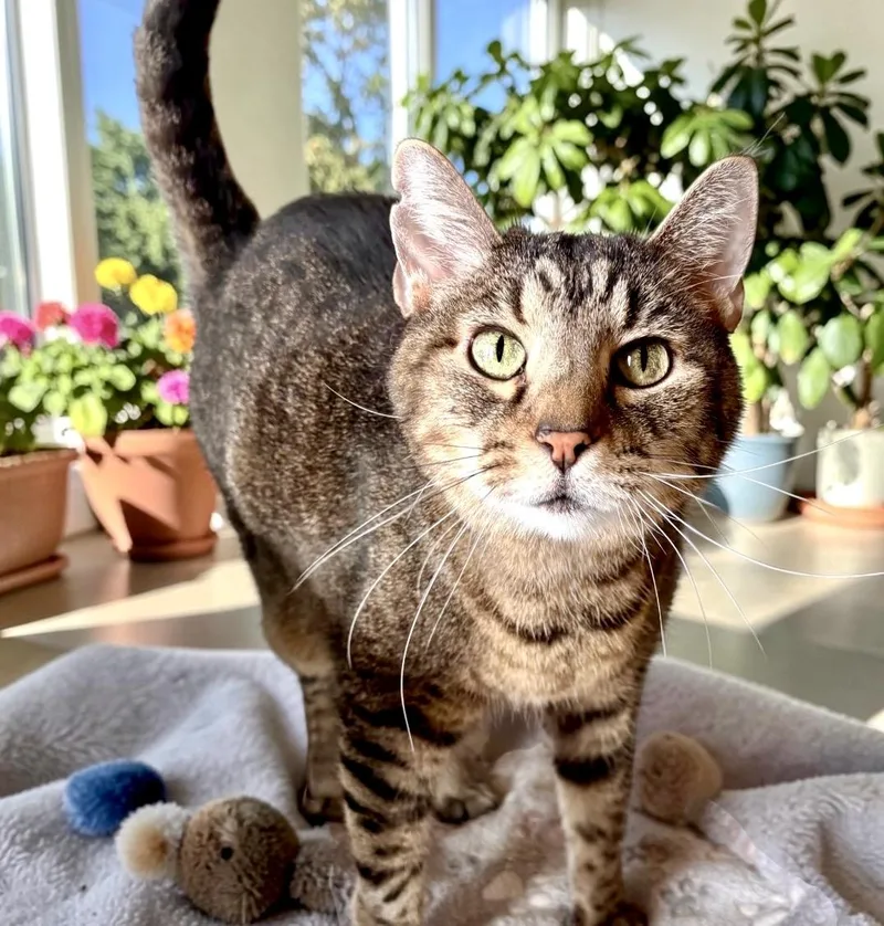 A senior large-sized male Tabby (Brown / Chocolate) Tabby cat named Elvis Front declawed for adoption in Perry, IA