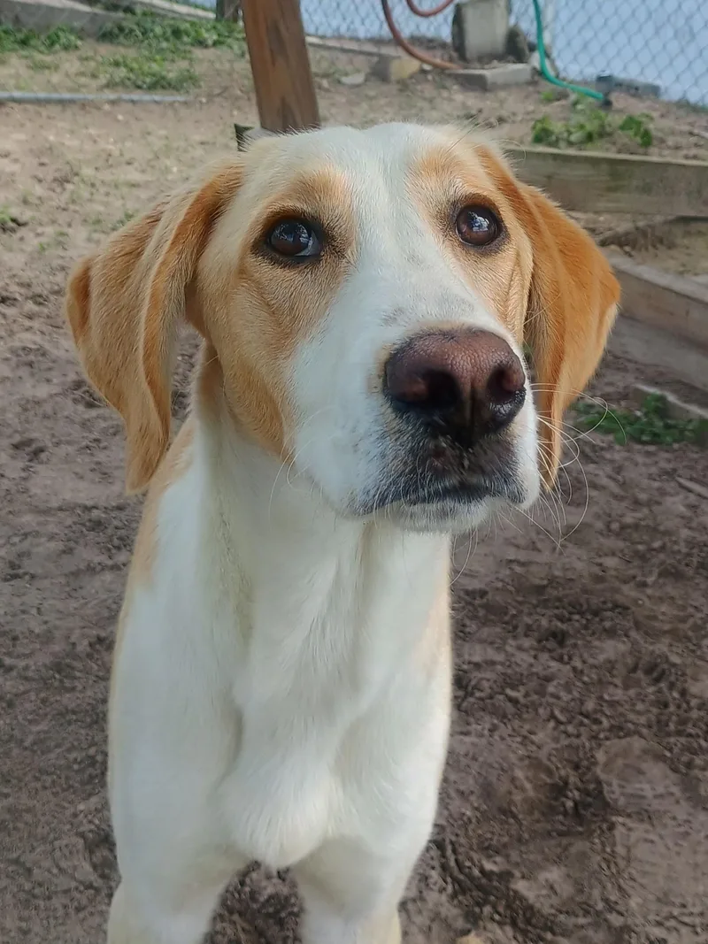 An adult medium-sized male White / Cream Hound dog named Garth for adoption in New Port Richey, FL