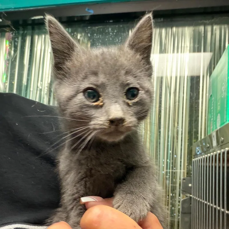 A baby small-sized female Gray / Blue / Silver Domestic Short Hair cat named Winnie for adoption in Lake Jackson, TX