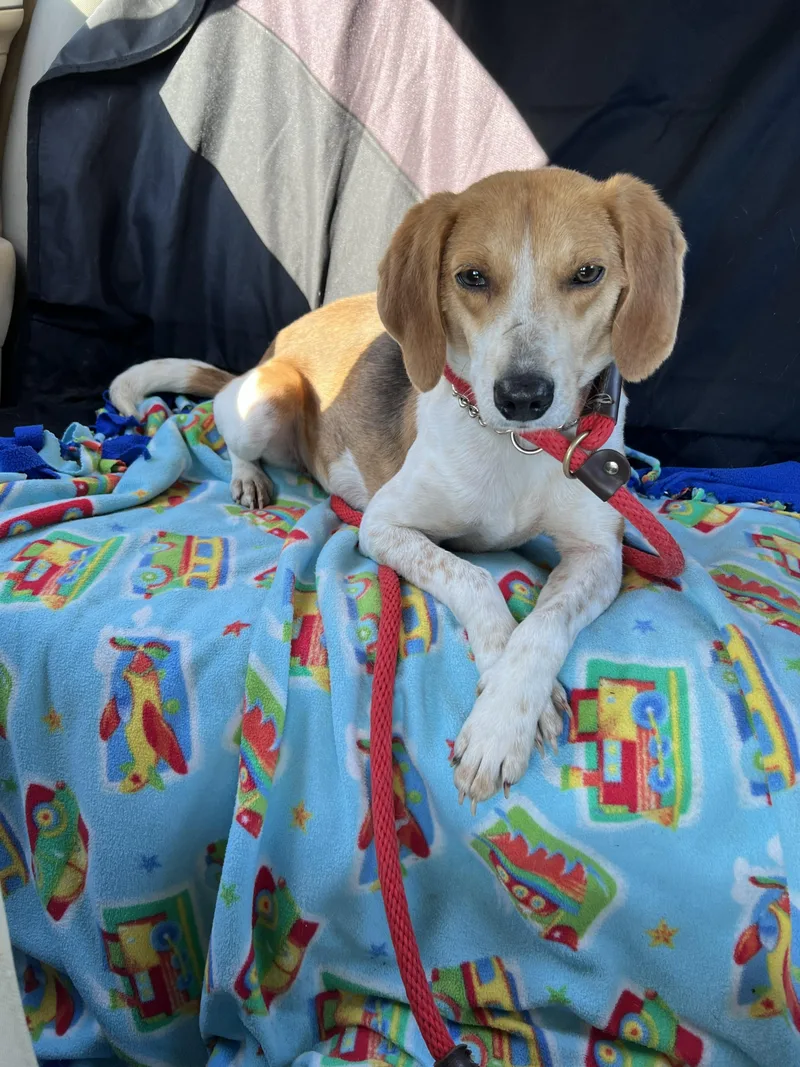 Ms. Wiggs thumbnail 3