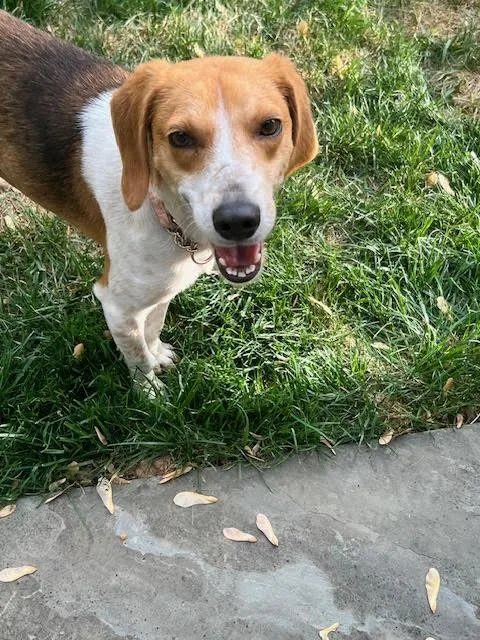 An adult medium-sized female Tricolor (Brown, Black, & White) Foxhound dog named Ms. Wiggs for adoption in Media, PA