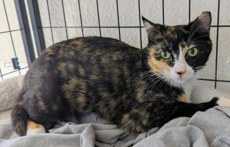 A baby medium-sized female Domestic Short Hair cat named Divine for adoption in Peoria, AZ