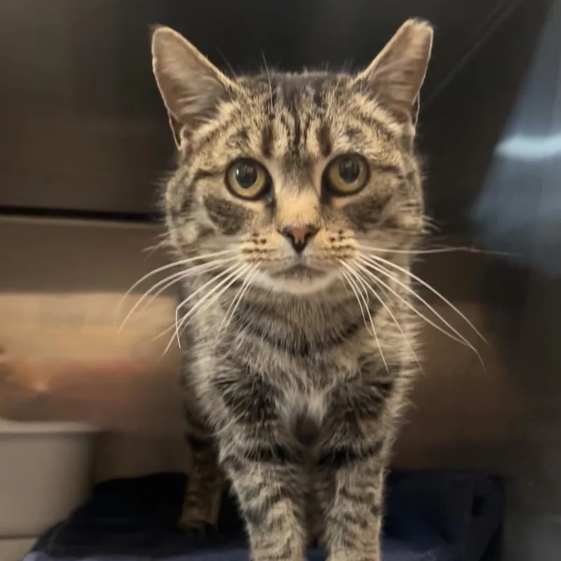 An adult large-sized female Brown / Chocolate Domestic Short Hair cat named Jewlz for adoption in Manheim, PA