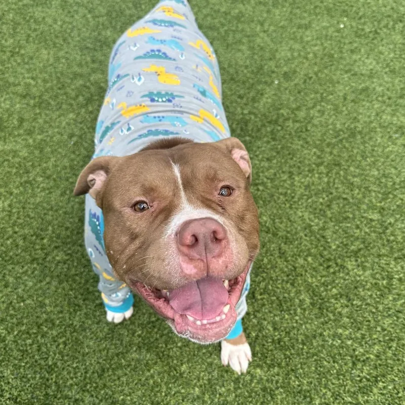 An adult large-sized male Yellow / Tan / Blond / Fawn Mixed Breed dog named Frank for adoption in Pittsburgh, PA