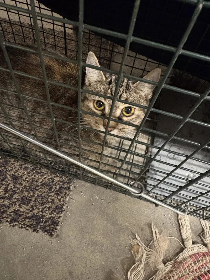 A young medium-sized female Domestic Short Hair cat named Whiskey for adoption in White Bluff, TN