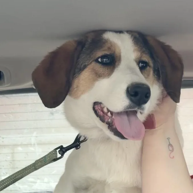 A young medium-sized female White / Cream Labrador Retriever dog named Layla for adoption in Morristown, NJ