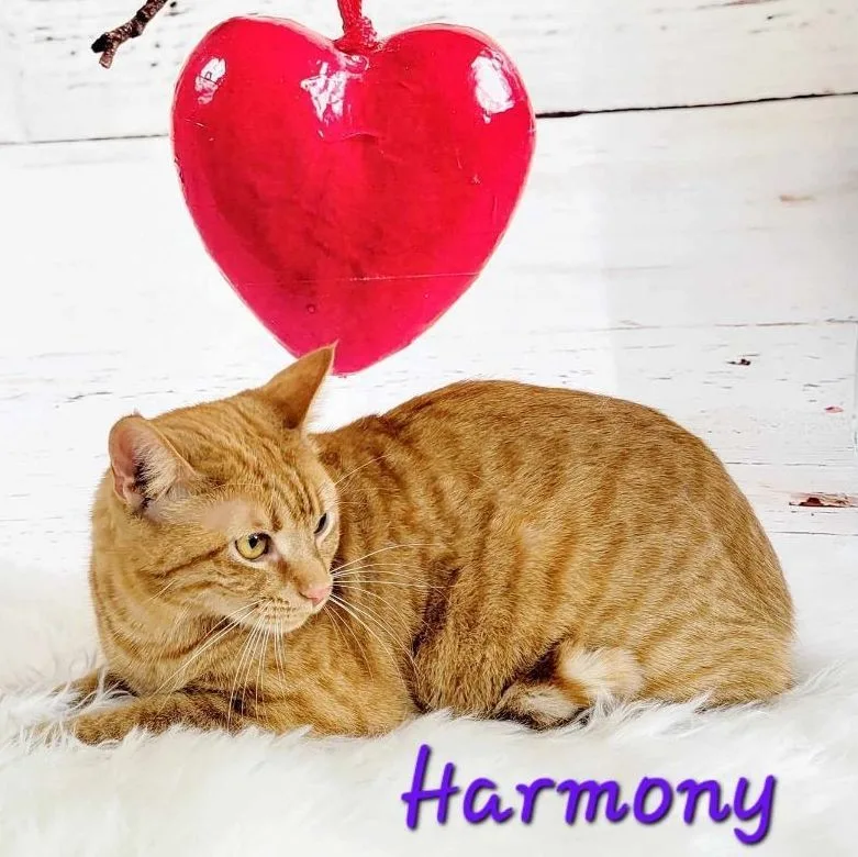 Harmony thumbnail 3
