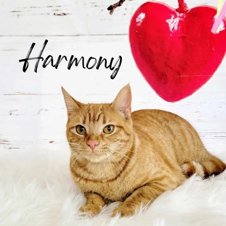 Harmony thumbnail 5