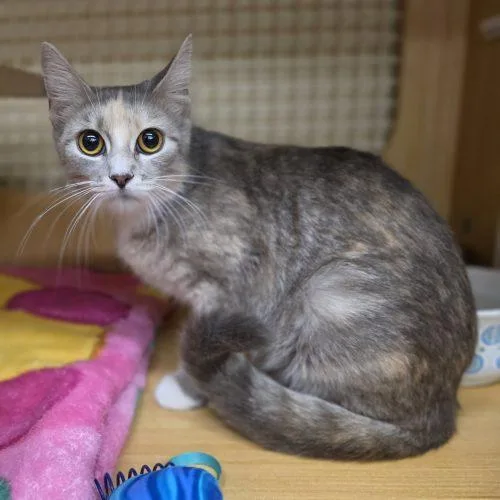 A young small-sized female Extra-Toes Cat / Hemingway Polydactyl cat named Margaux for adoption in Seven Valleys, PA