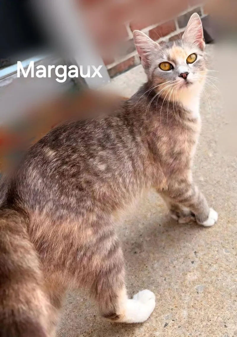 Margaux thumbnail 3