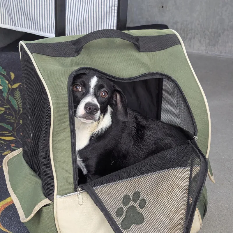 A young small-sized male Black Chihuahua dog named Peanut for adoption in Pasadena, CA