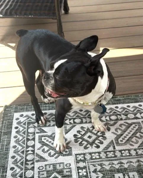 An adult small-sized female Boston Terrier dog named Lucy for adoption in Waukesha, WI