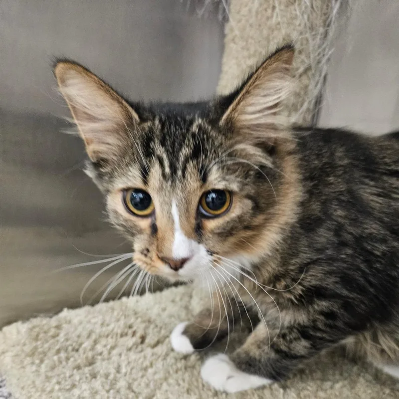 A baby small-sized male Brown / Chocolate Domestic Short Hair cat named Lumber for adoption in Grantsville, UT
