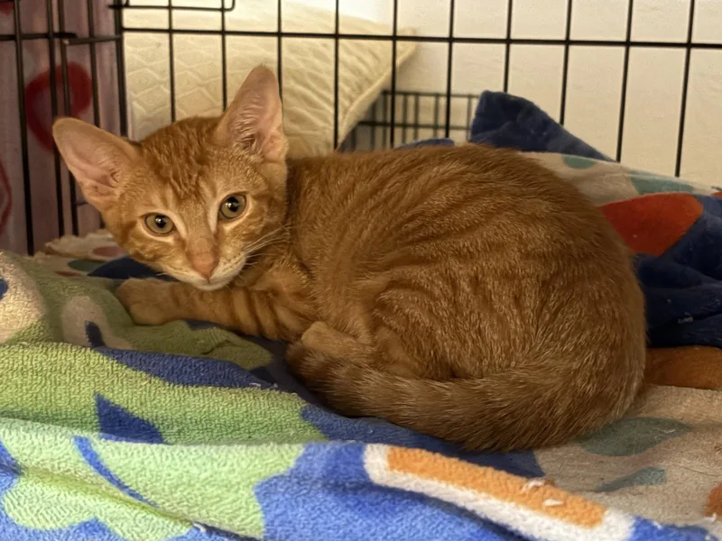 A baby medium-sized male Tabby (Orange / Red) Tabby cat named Tabasco for adoption in Plano, TX