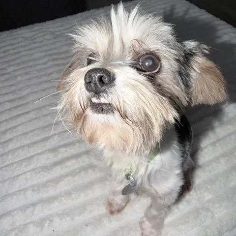 A senior small-sized male Brindle Yorkshire Terrier dog named Teddy Barkington for adoption in Houston, TX