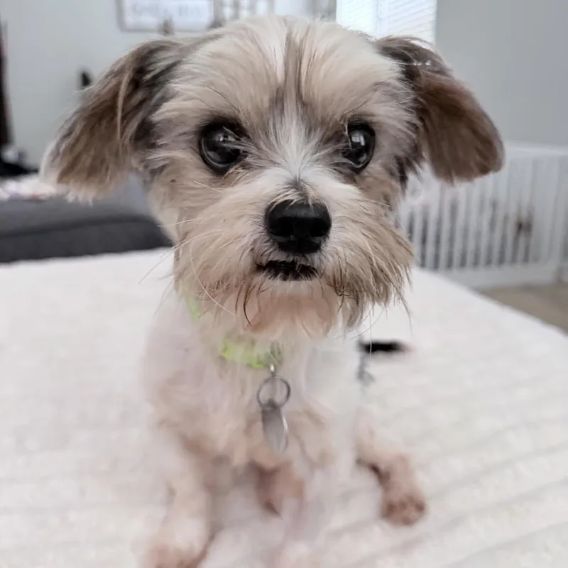 Teddy Barkington thumbnail 3