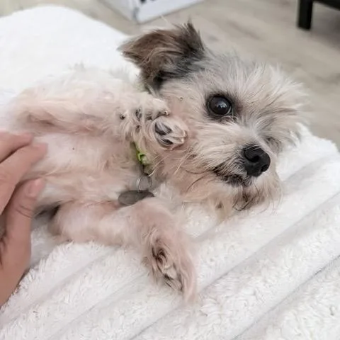 Teddy Barkington thumbnail 4